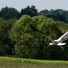 Storch