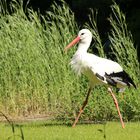 Storch