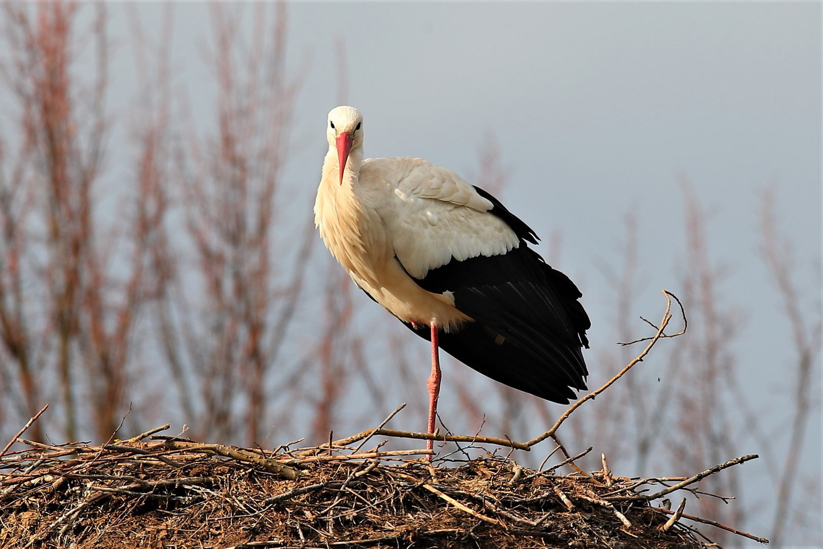 Storch