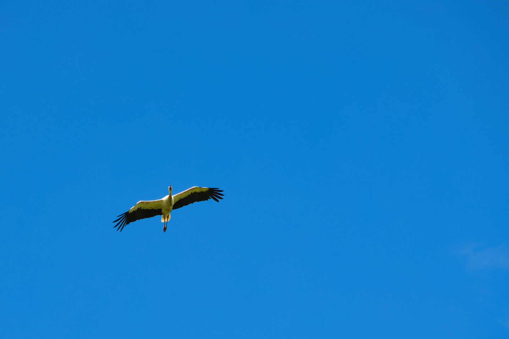 storch