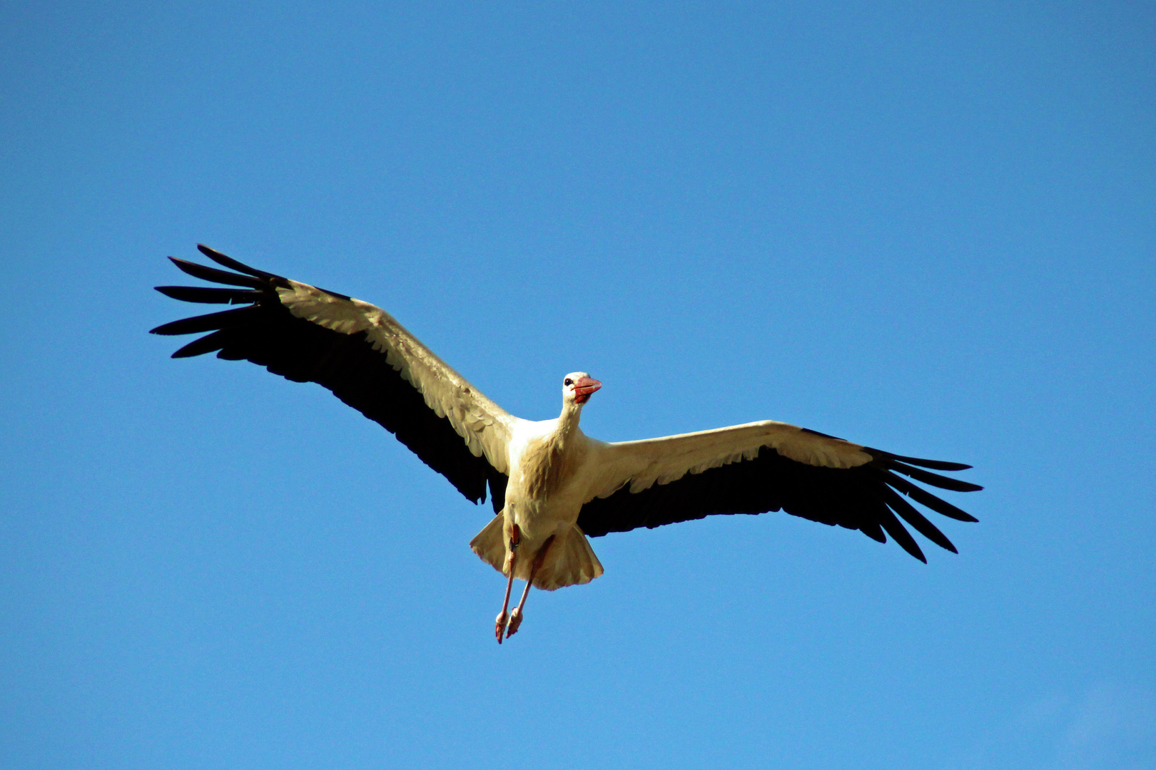 Storch