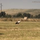 Storch