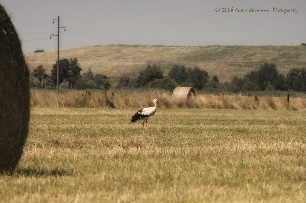 Storch