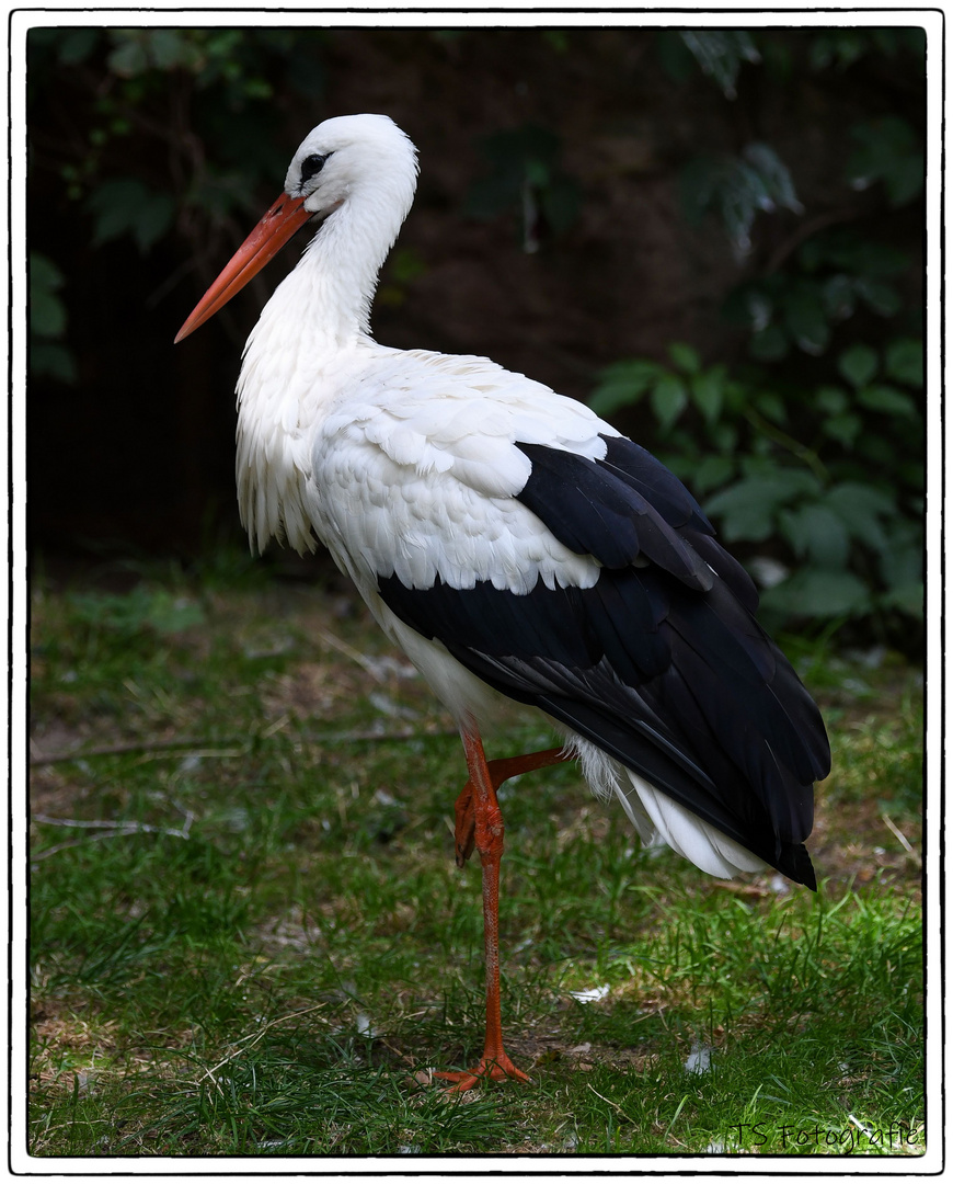 Storch