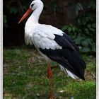 Storch