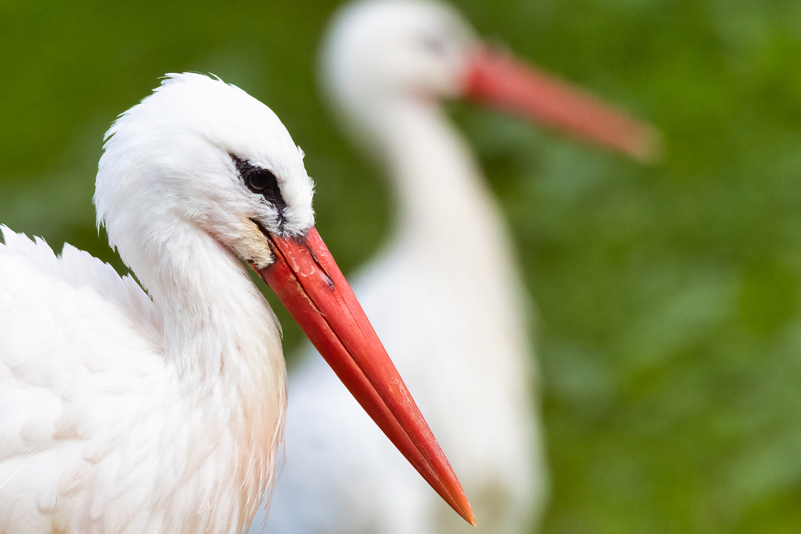 Storch