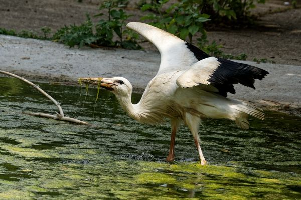 Storch 