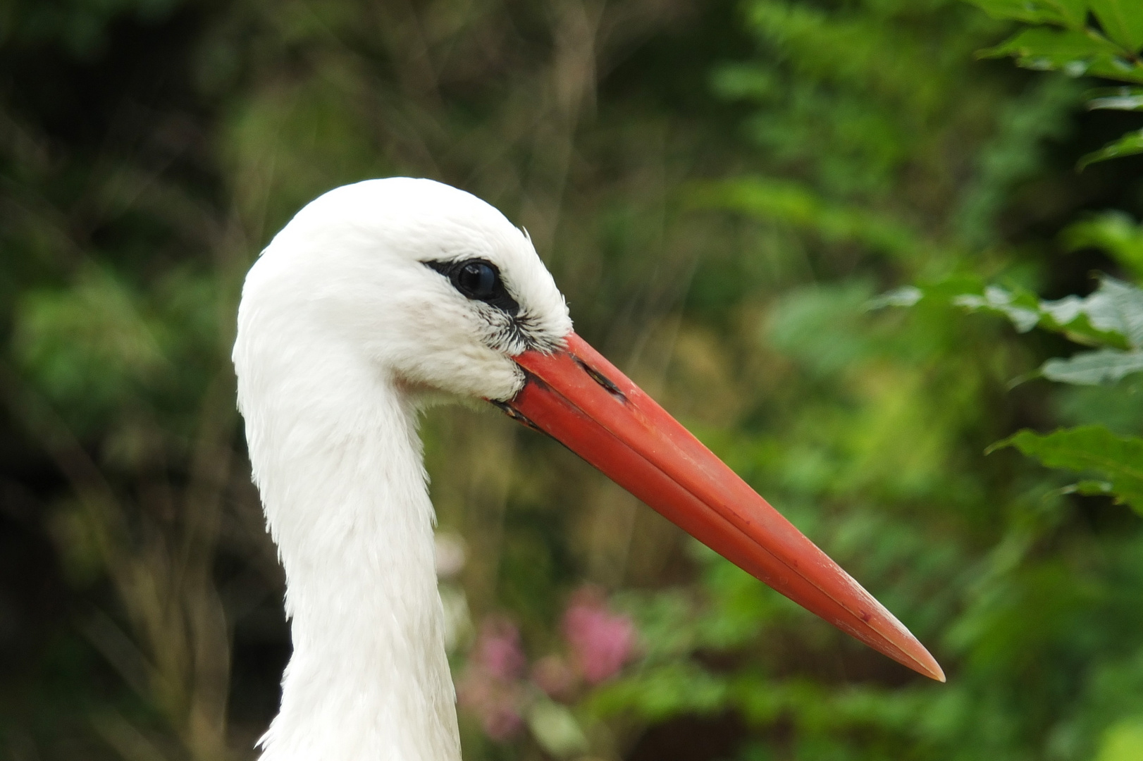 Storch