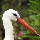 Storch