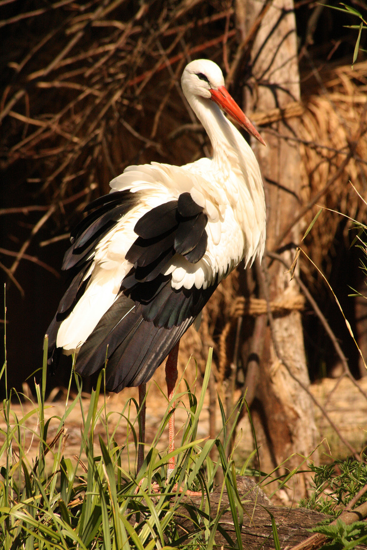 Storch