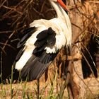 Storch