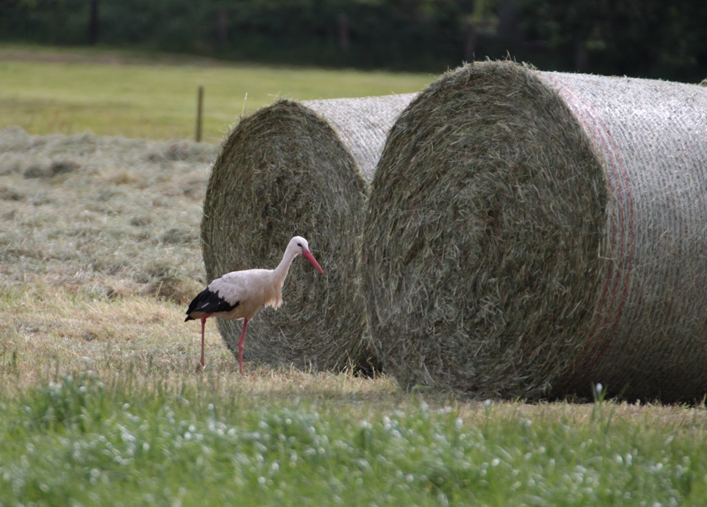 Storch