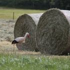 Storch