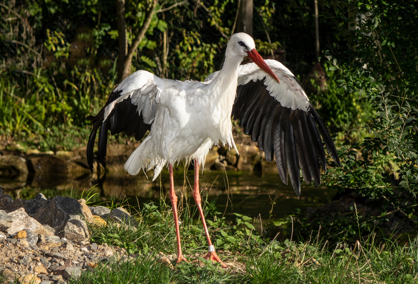 storch