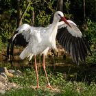 storch