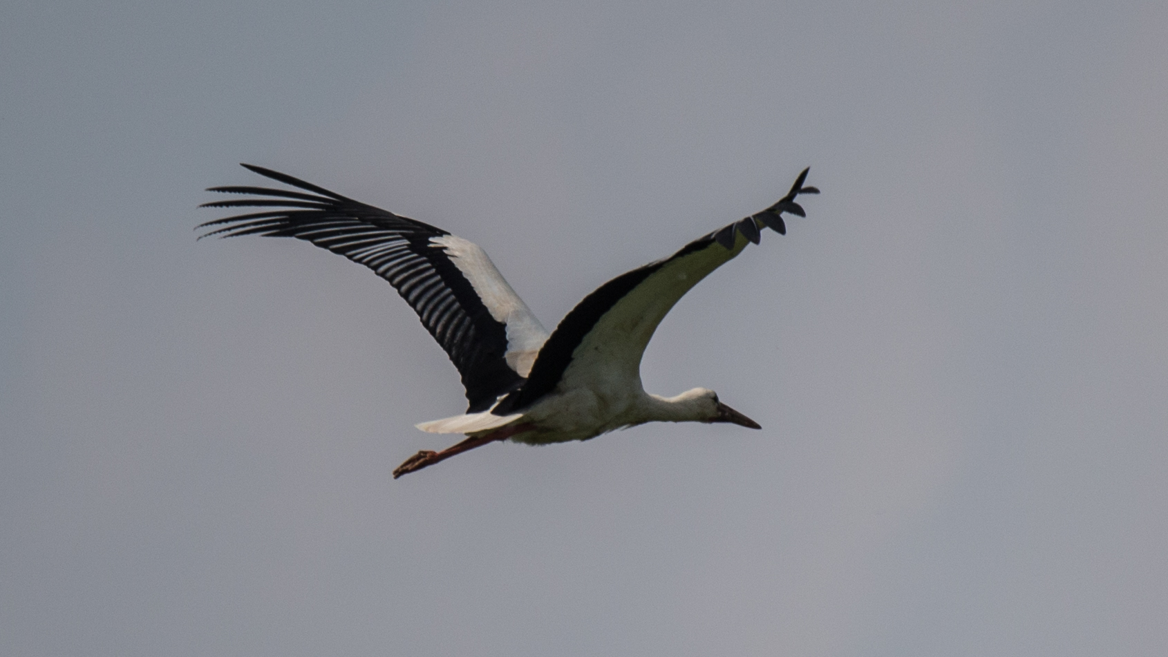 Storch ...