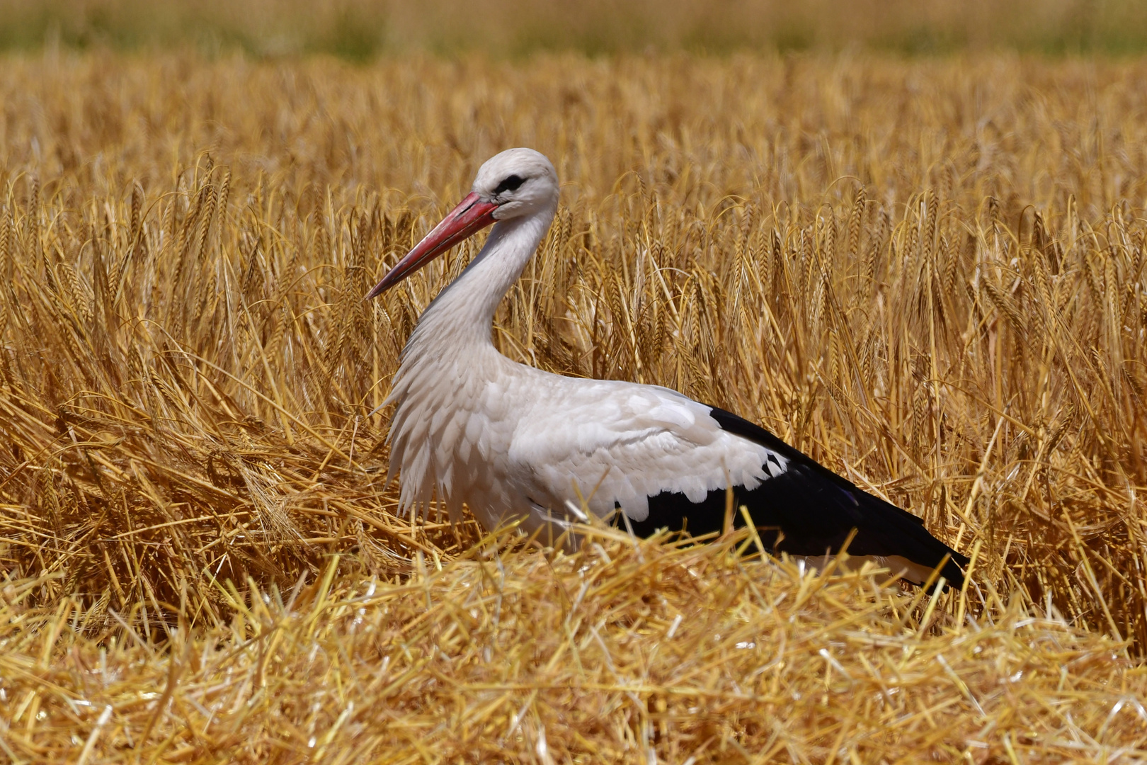 Storch