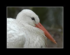 storch