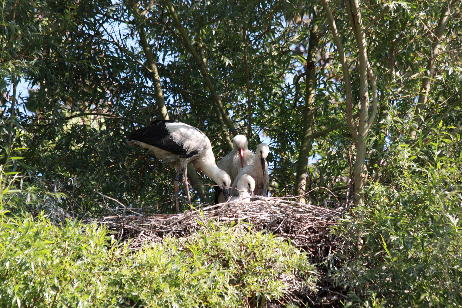 Storch