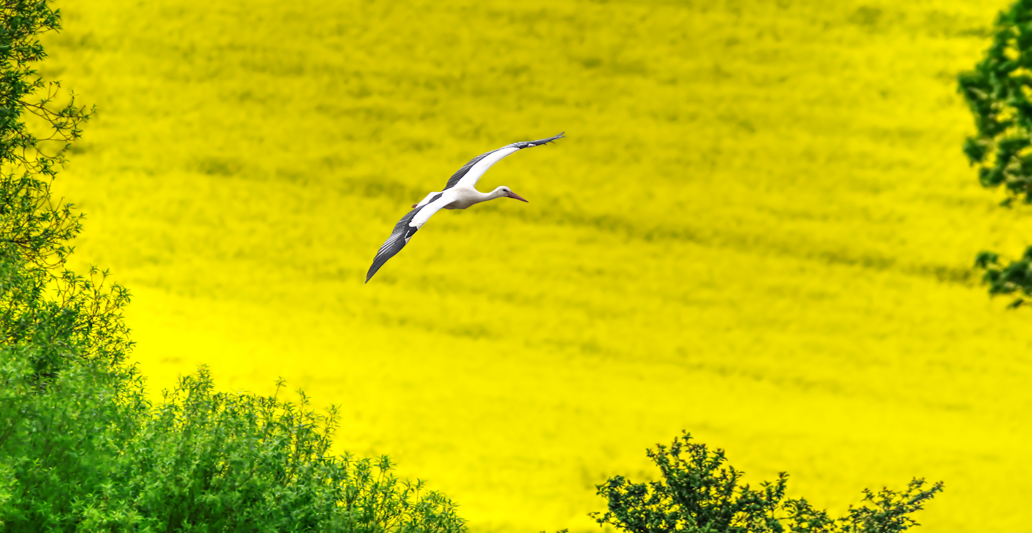 Storch 