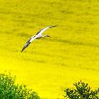 Storch 