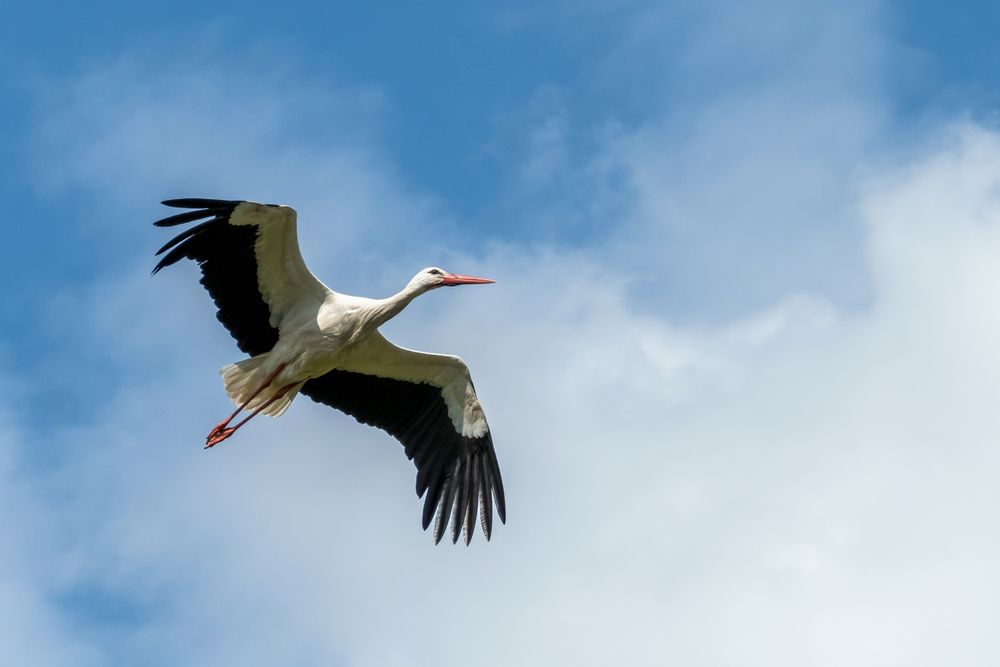 Storch