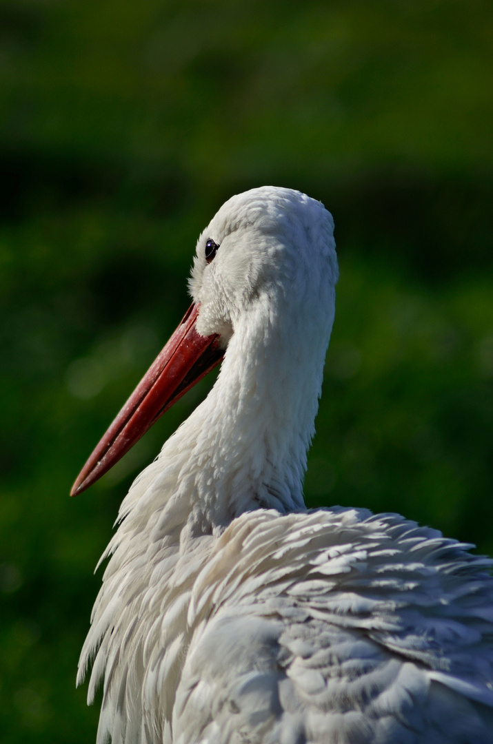 Storch