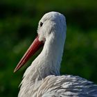 Storch