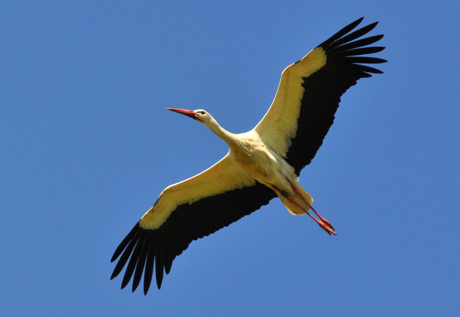 Storch