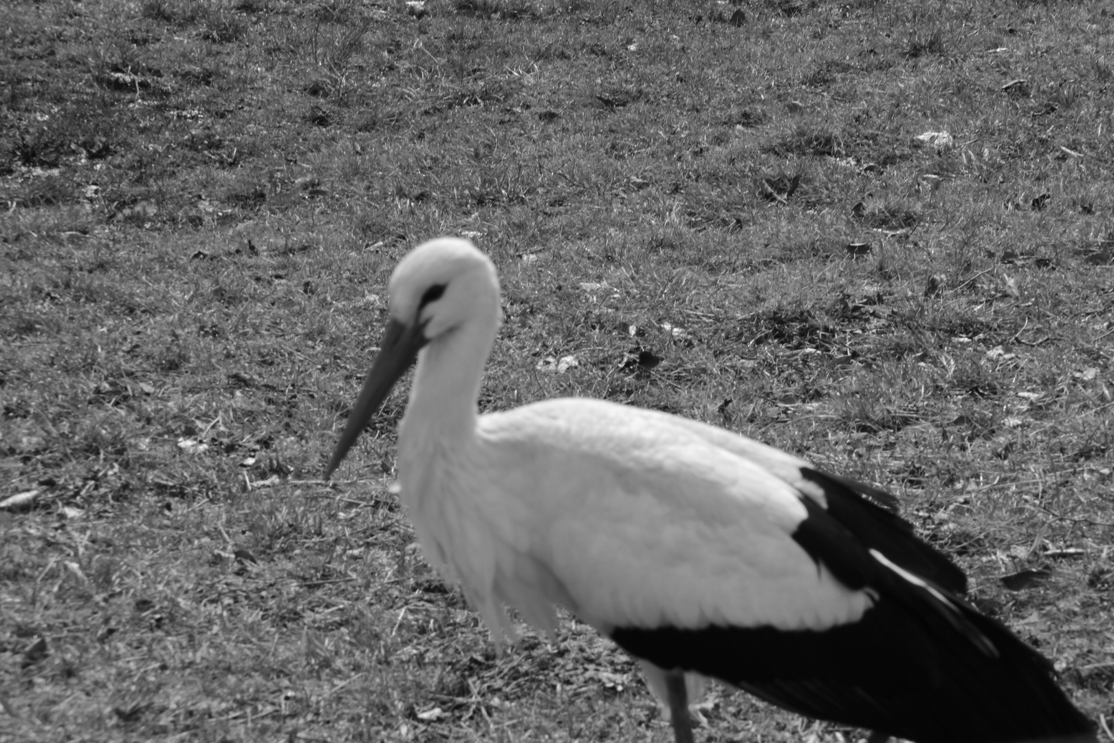 Storch