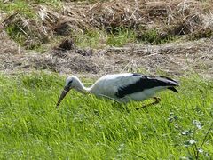 Storch