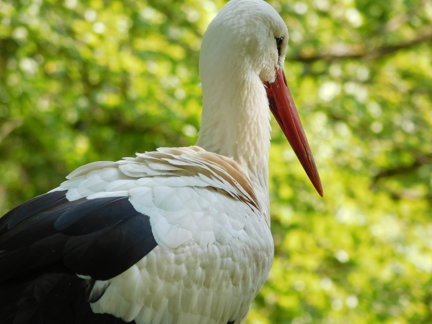 Storch