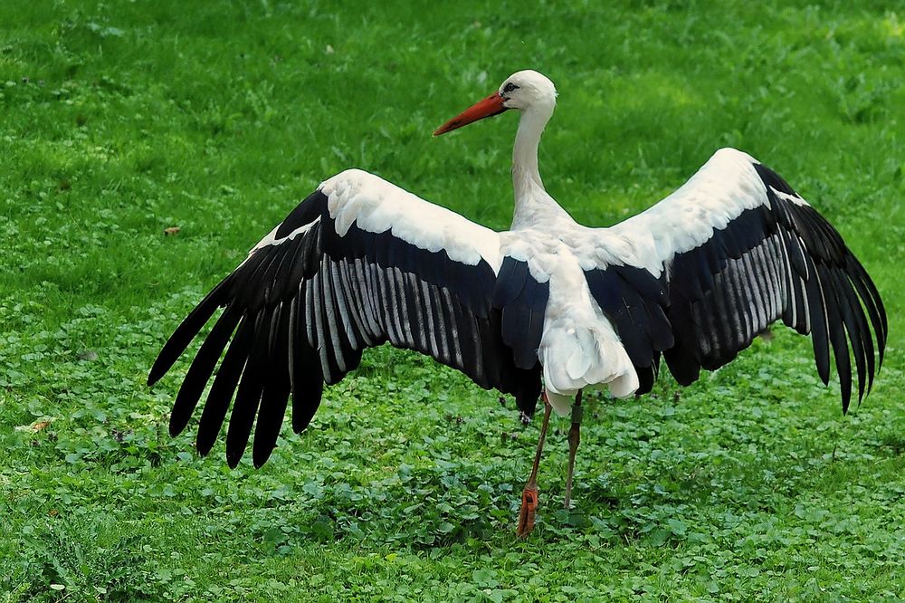 Storch Foto & Bild tiere, zoo, wildpark & falknerei, vögel Bilder auf