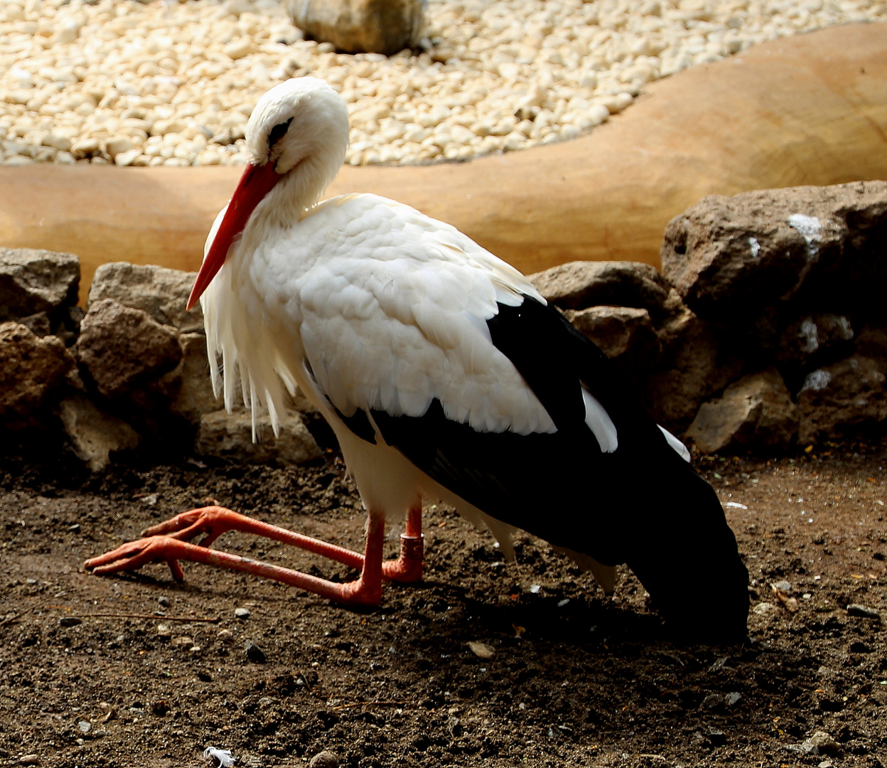 Storch