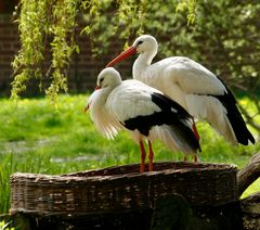 Storch