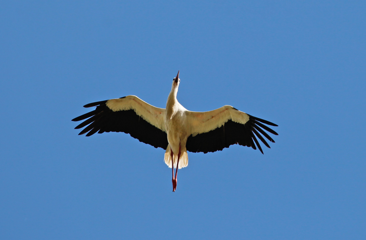 Storch