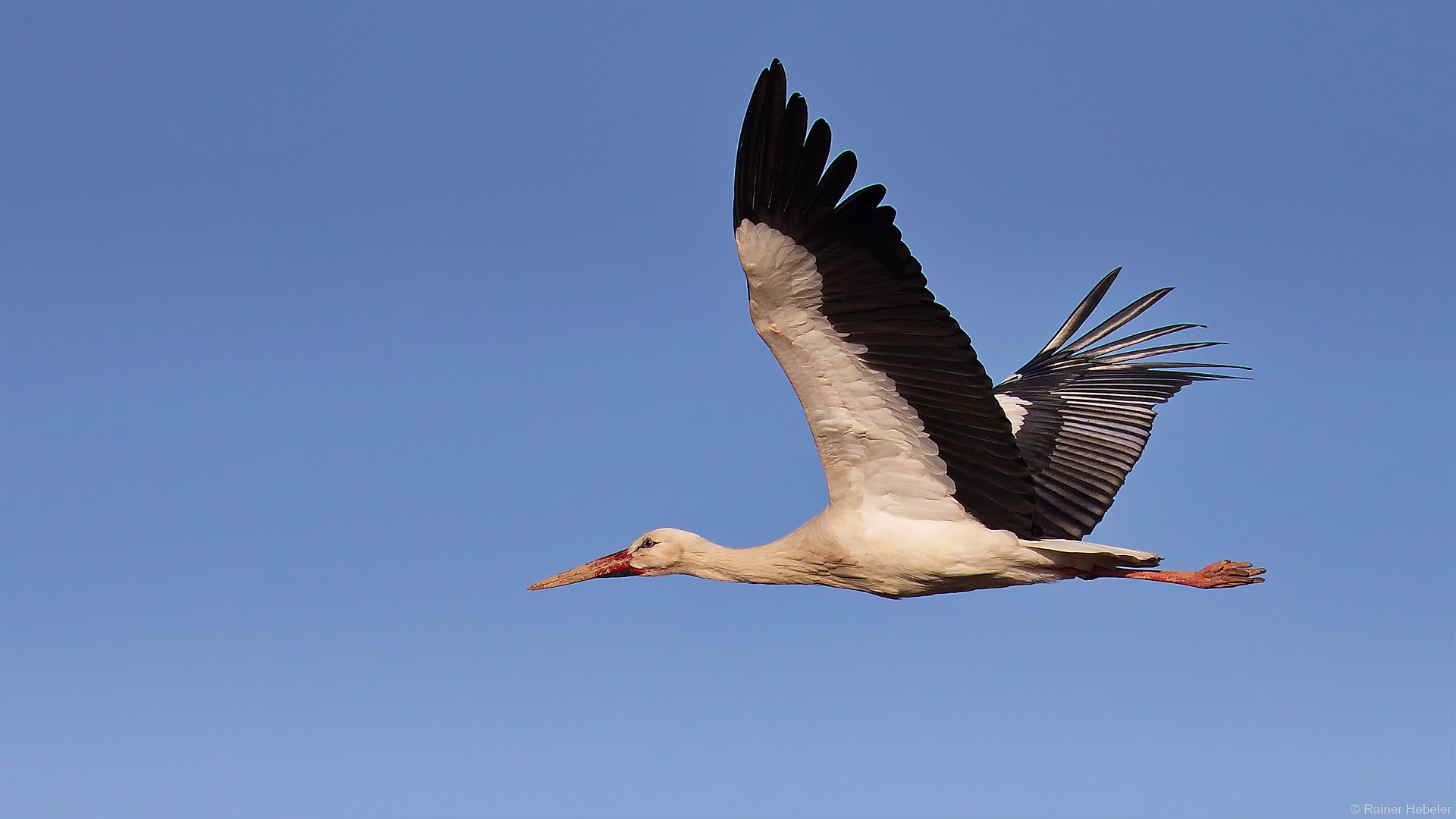 Storch