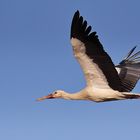 Storch