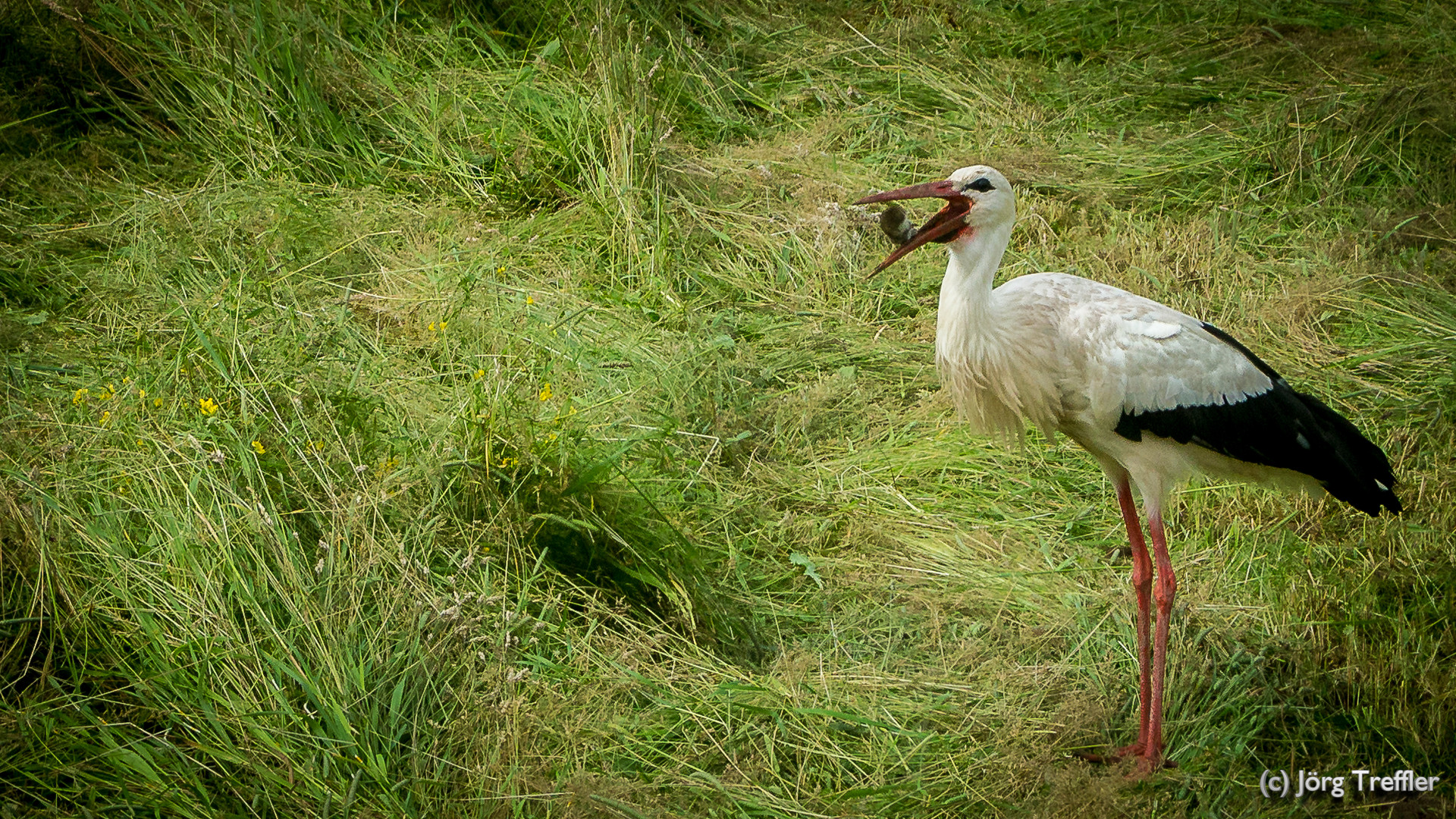 Storch