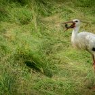 Storch