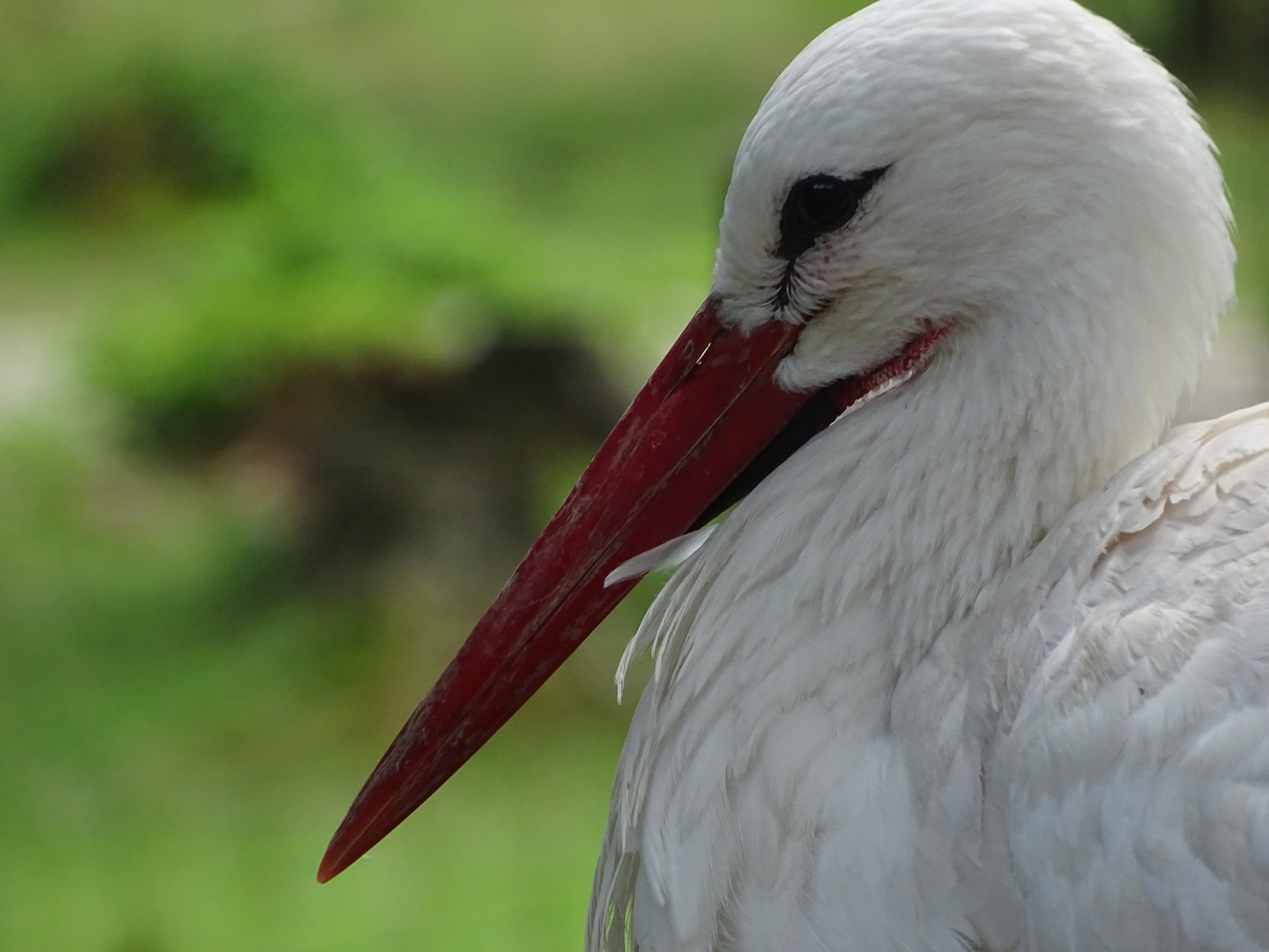 Storch