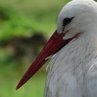 Storch