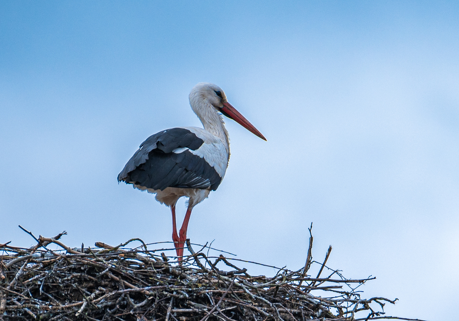 Storch