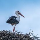 Storch