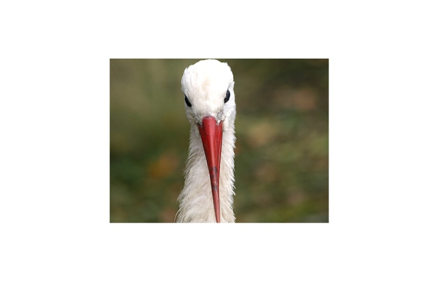 Storch