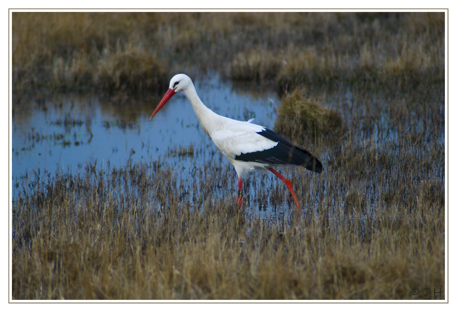 Storch