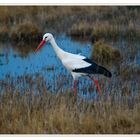 Storch