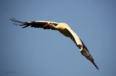 Storch 