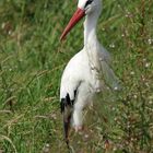 Storch