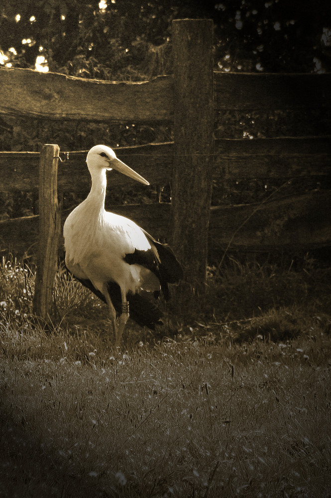 Storch von Masterdiving 